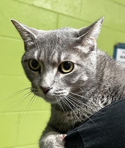 Enlarge Sage, a Adoptable Domestic Short Hair in Spartanburg, SC image 2/2
