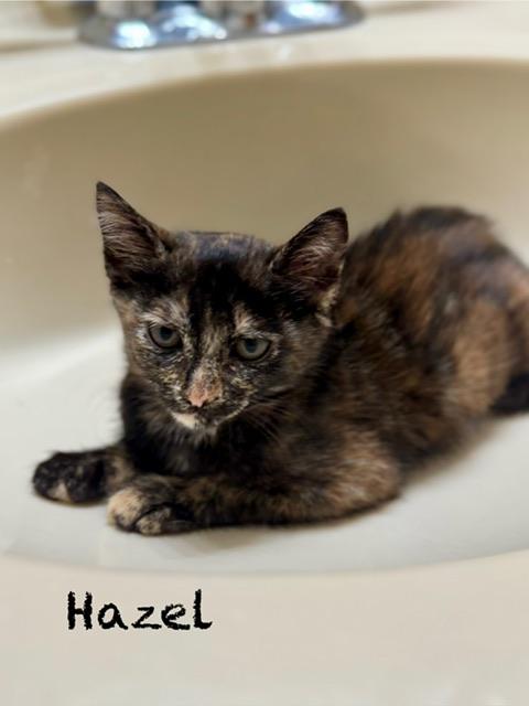 Hazel