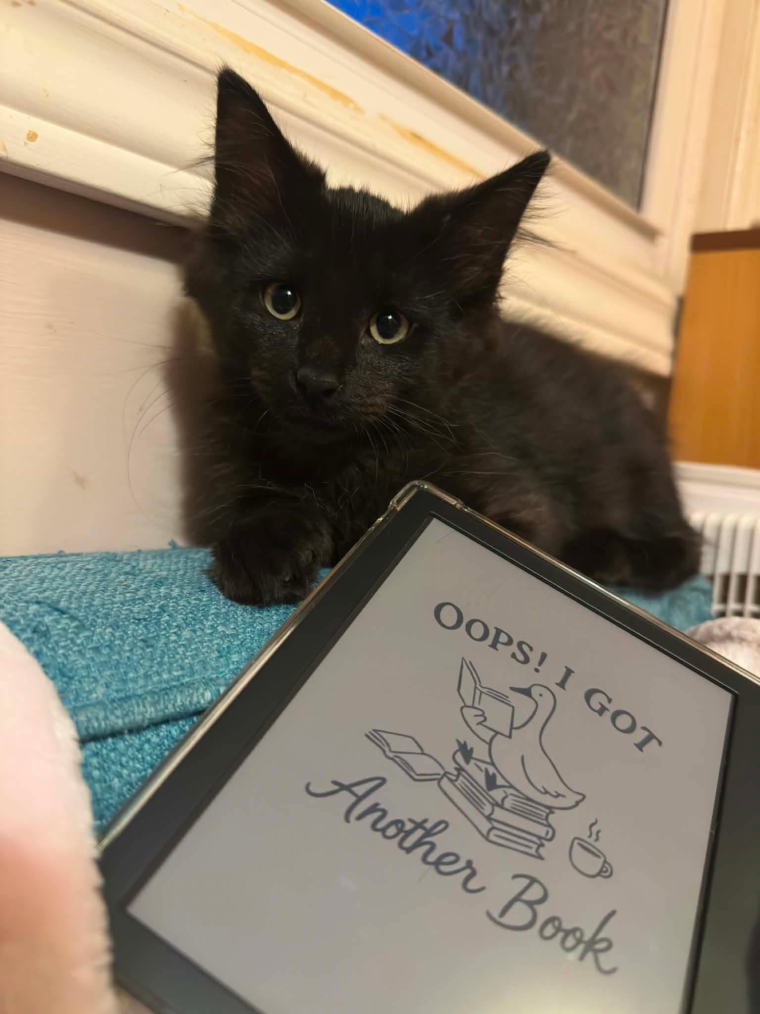 Lisa, adopted, Kitten Female Domestic Medium Hair.