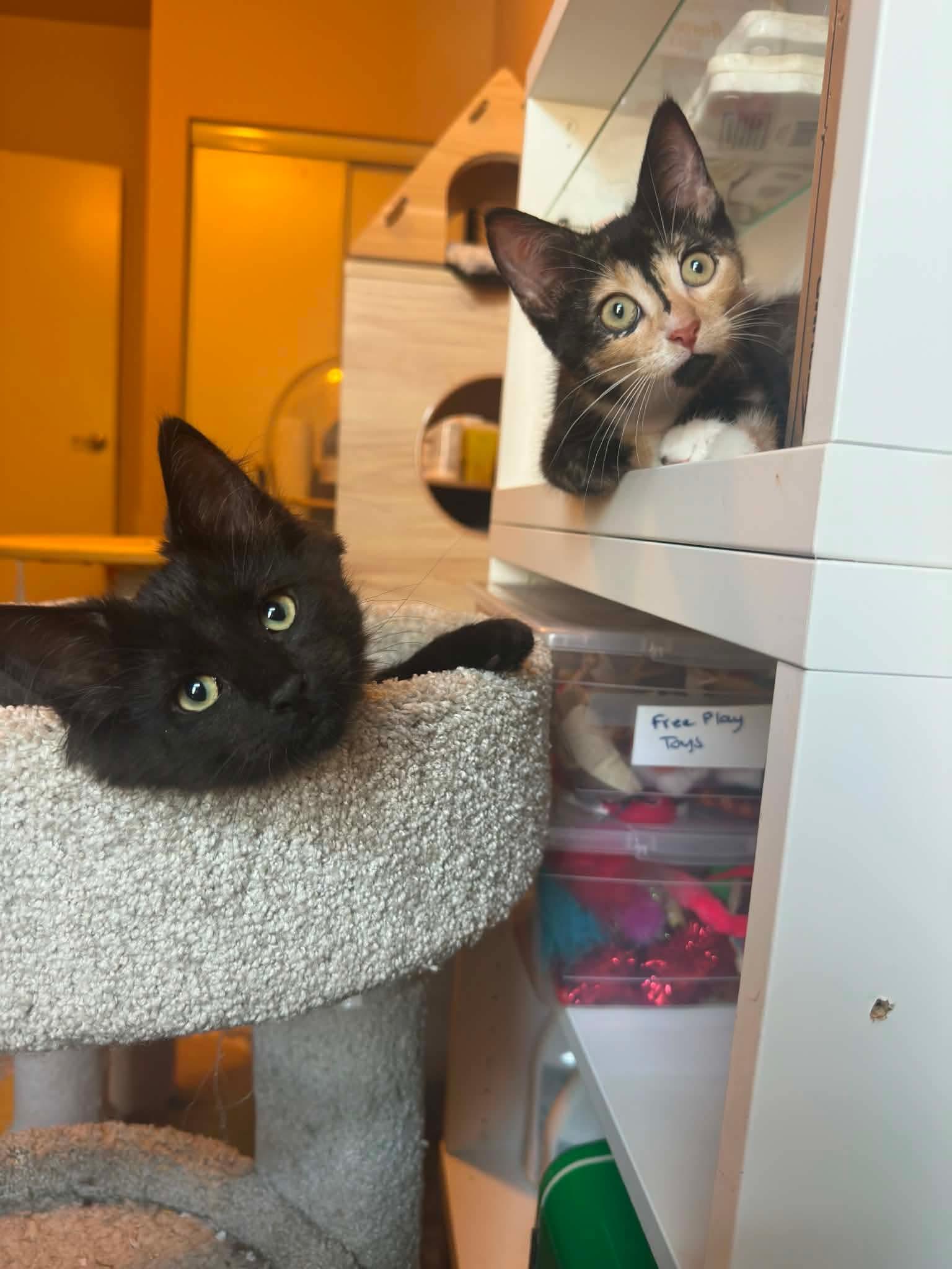 Lisa, an adopted Domestic Medium Hair in Shakespeare, ON image 4/6