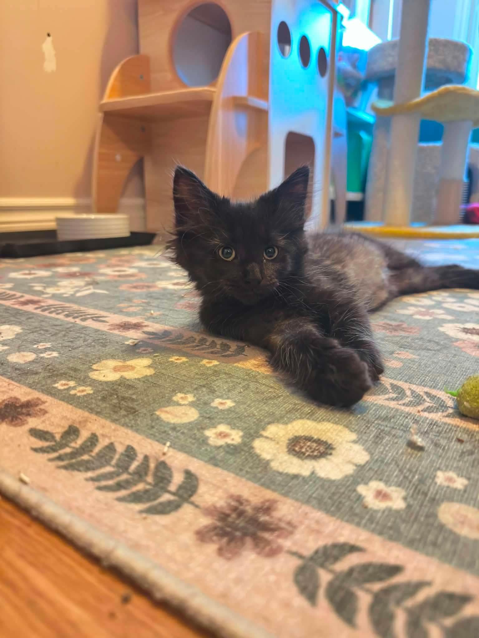 Lisa, an adopted Domestic Medium Hair in Shakespeare, ON image 3/6