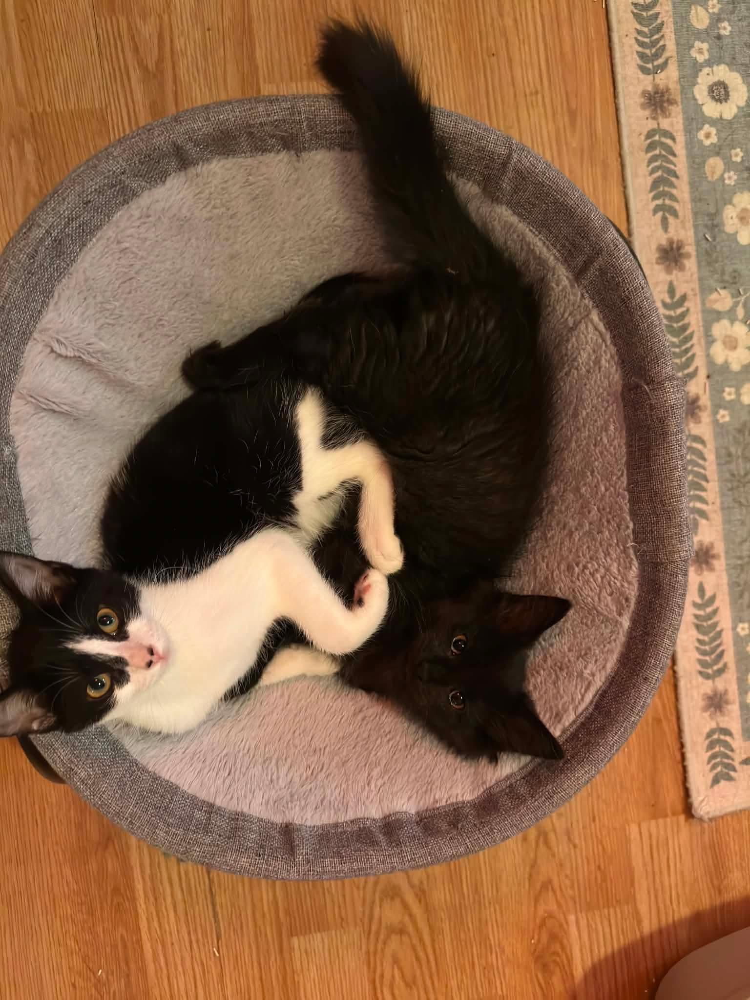 Lisa, an adopted Domestic Medium Hair in Shakespeare, ON image 6/6