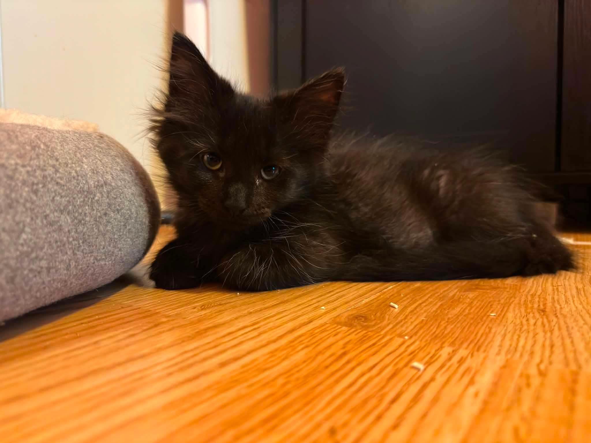 Lisa, an adopted Domestic Medium Hair in Shakespeare, ON image 2/6