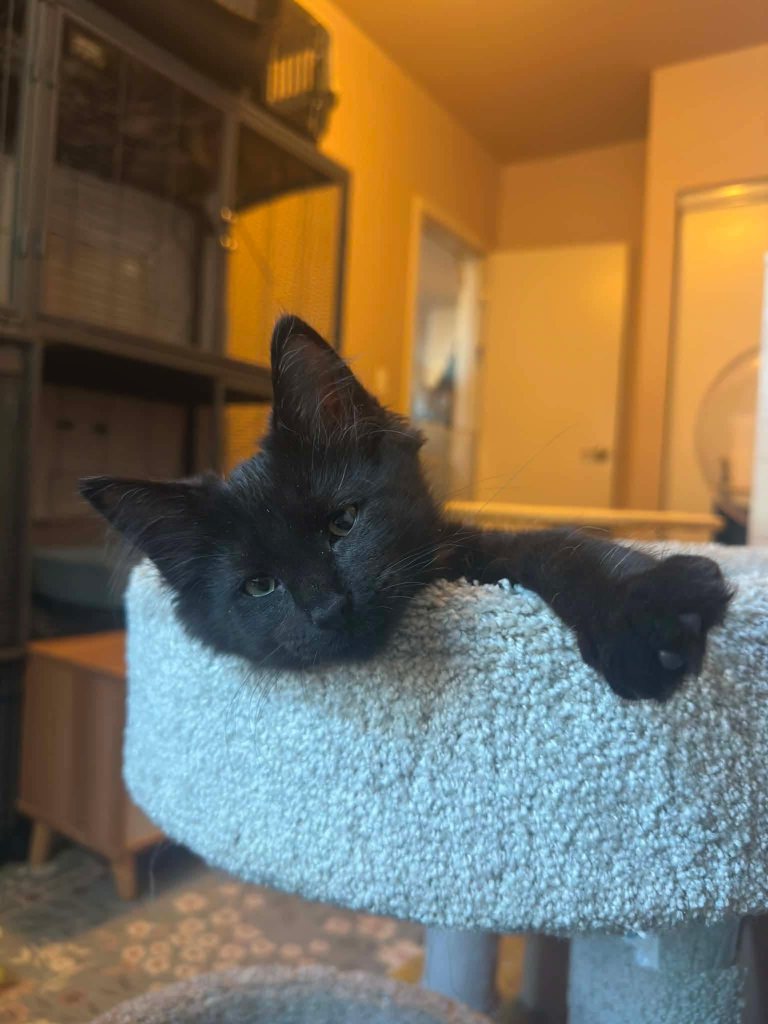 Lisa, an adopted Domestic Medium Hair in Shakespeare, ON image 5/6