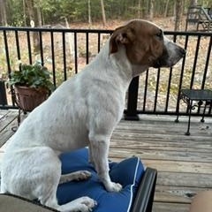 Daphne, a ADOPTABLE Mixed Breed in Little Rock, AR image 2/6