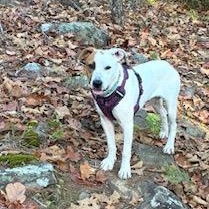 Daphne, a ADOPTABLE Mixed Breed in Little Rock, AR image 6/6