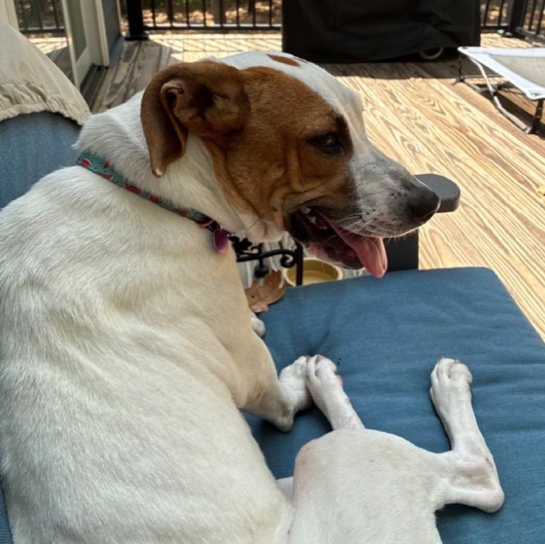Daphne, a ADOPTABLE Mixed Breed in Little Rock, AR image 1/6