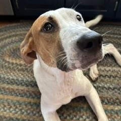 Daphne, a ADOPTABLE Mixed Breed in Little Rock, AR image 5/6
