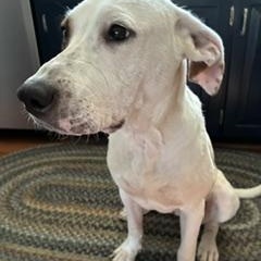 Daphne, a ADOPTABLE Mixed Breed in Little Rock, AR image 6/6