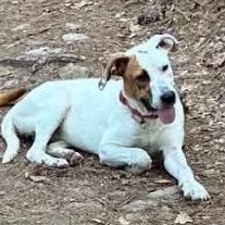 Daphne, a ADOPTABLE Mixed Breed in Little Rock, AR image 3/6
