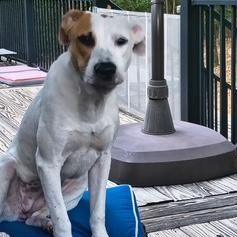 Daphne, a ADOPTABLE Mixed Breed in Little Rock, AR image 4/6