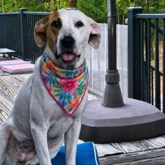 Daphne, ADOPTABLE, Young Female Mixed Breed.