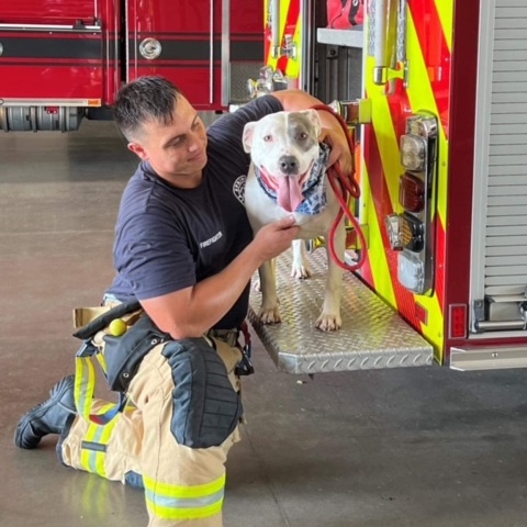 Penny, a Soft, Sweet, Snuggling Girl!!, a Adoptable mixed breed in Albany, NY image 2/6