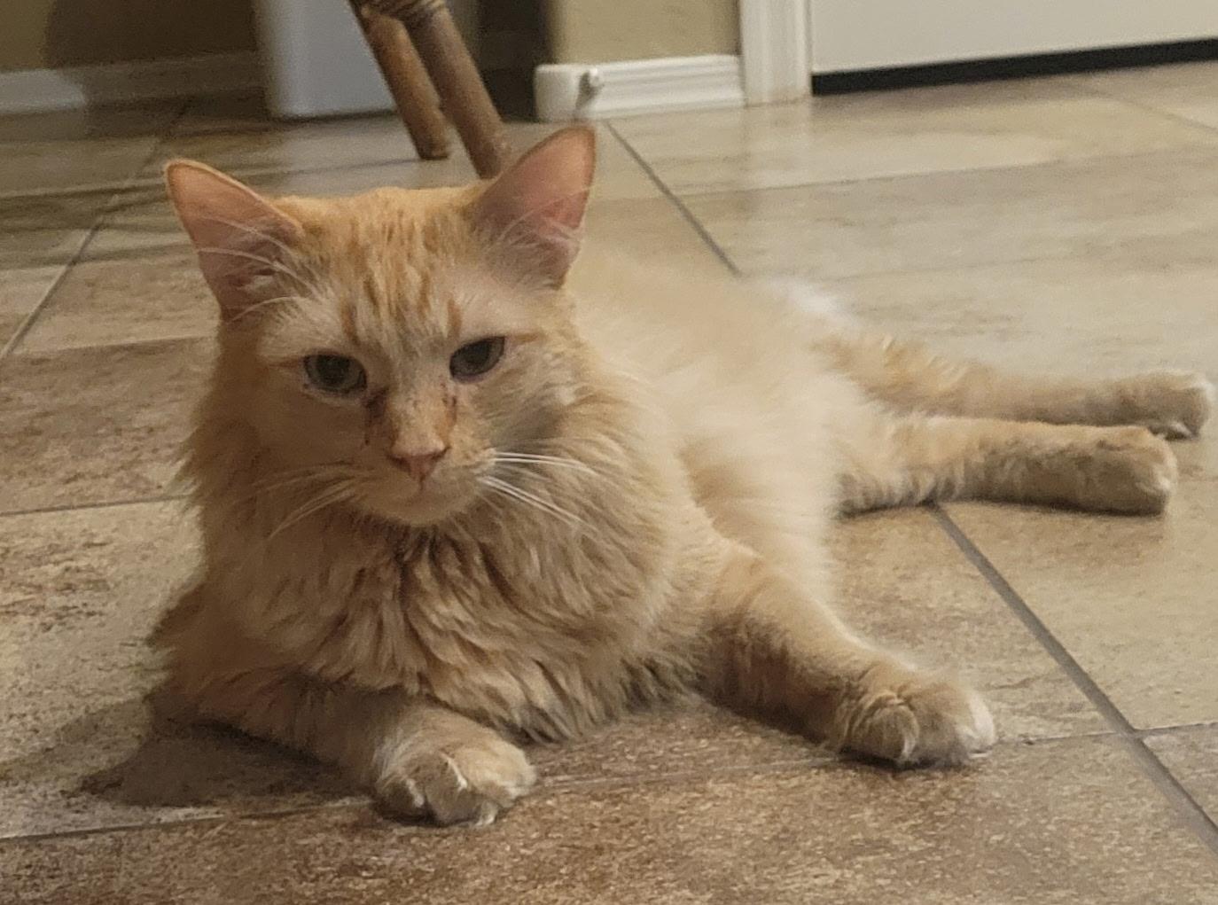 Enlarge Jake ORG 1 yr M HOUSE TRAINED/KIDS/CATS/DOGS/HOODED LITTER BOX, a ADOPTABLE Domestic Medium Hair in Phoenix, AZ image 3/3