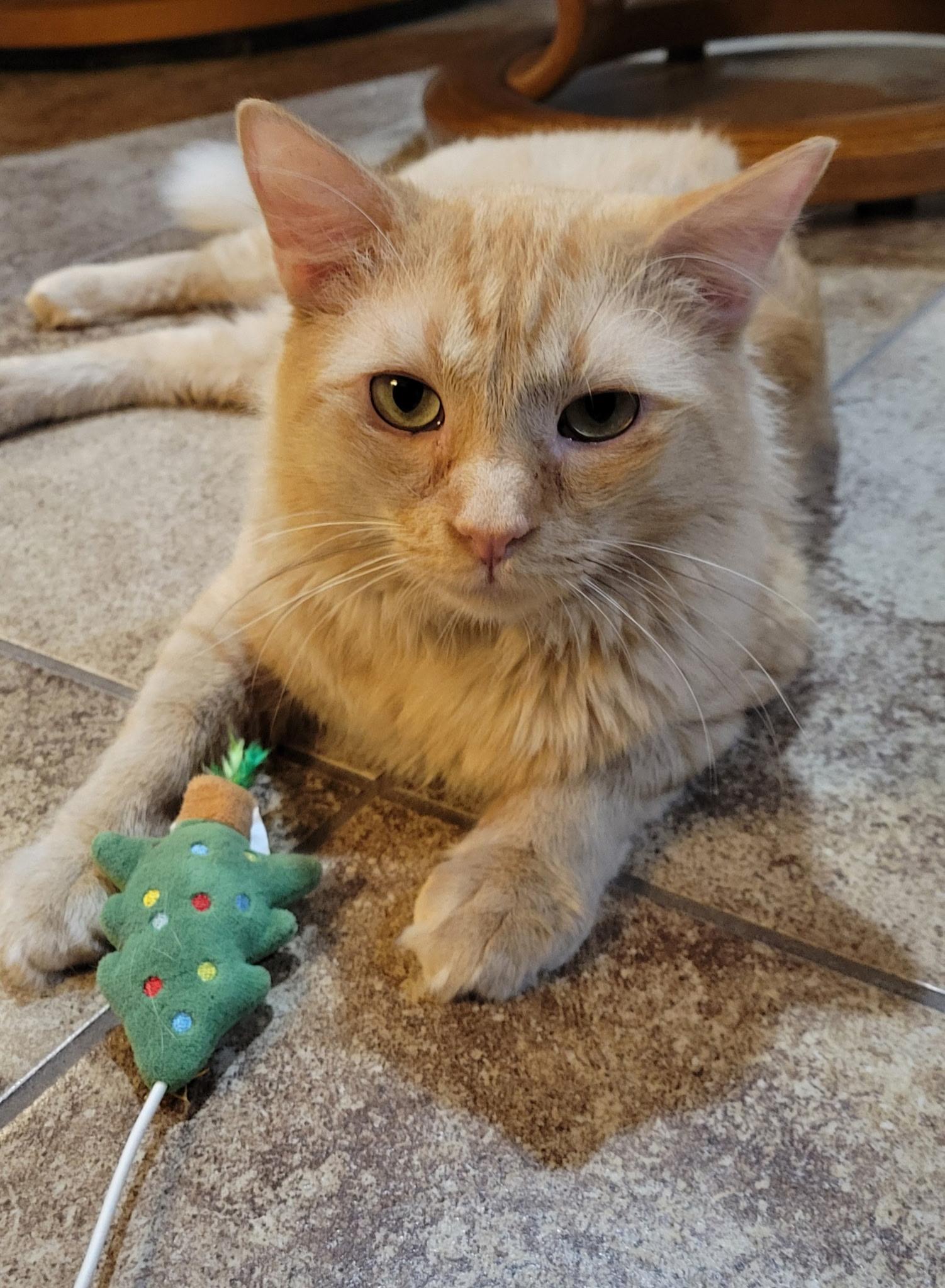 Enlarge Jake ORG 1 yr M HOUSE TRAINED/KIDS/CATS/DOGS/HOODED LITTER BOX, a ADOPTABLE Domestic Medium Hair in Phoenix, AZ image 2/3