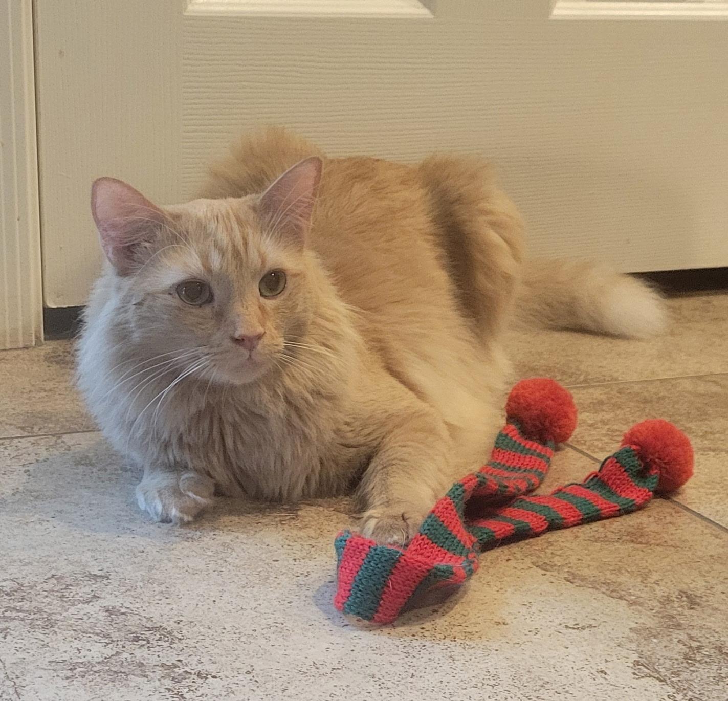 Enlarge Jake ORG 1 yr M HOUSE TRAINED/KIDS/CATS/DOGS/HOODED LITTER BOX, a ADOPTABLE Domestic Medium Hair in Phoenix, AZ image 1/3