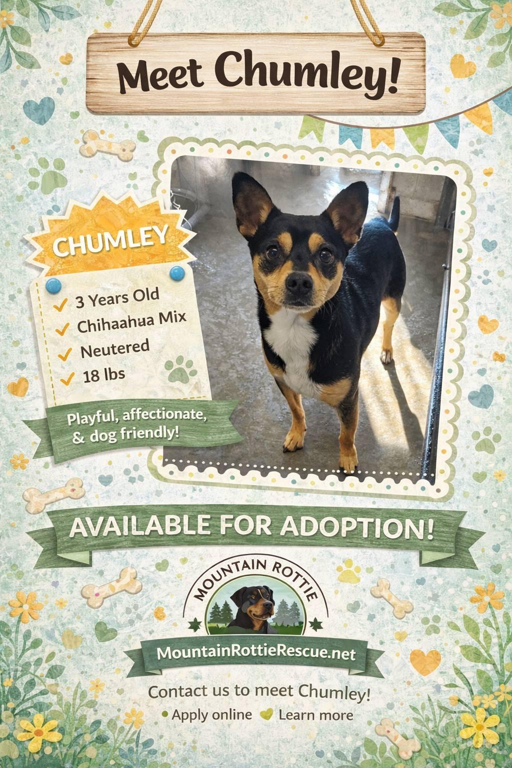 Enlarge Chumley, a ADOPTABLE mixed breed in Albany, NY image 2/4