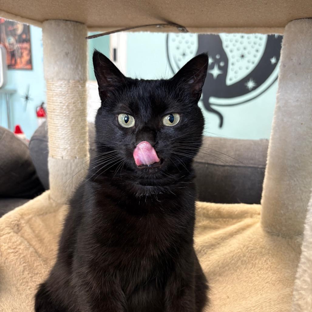 Enlarge Sola, a Adoptable Domestic Short Hair in PITTSBURGH, PA image 1/5