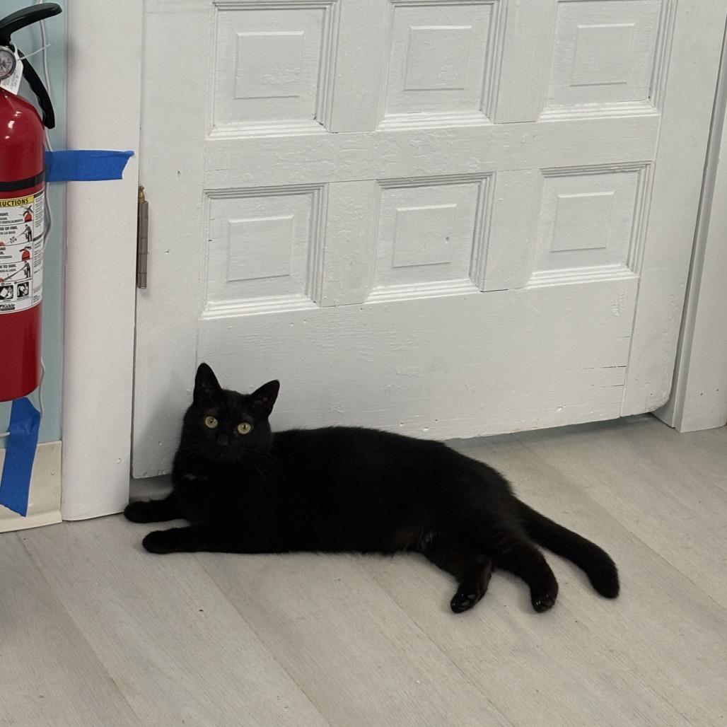 Enlarge Sola, a Adoptable Domestic Short Hair in PITTSBURGH, PA image 2/5