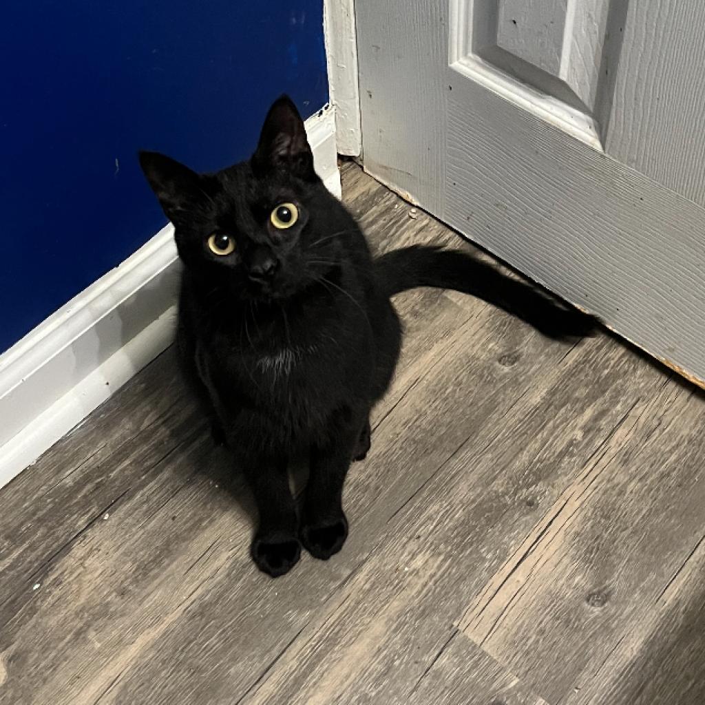 Enlarge Sola, a Adoptable Domestic Short Hair in PITTSBURGH, PA image 3/5