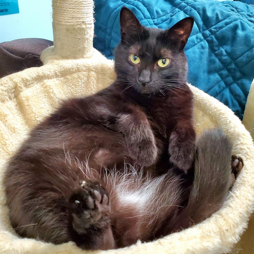 Enlarge Sola, a Adoptable Domestic Short Hair in PITTSBURGH, PA image 4/5