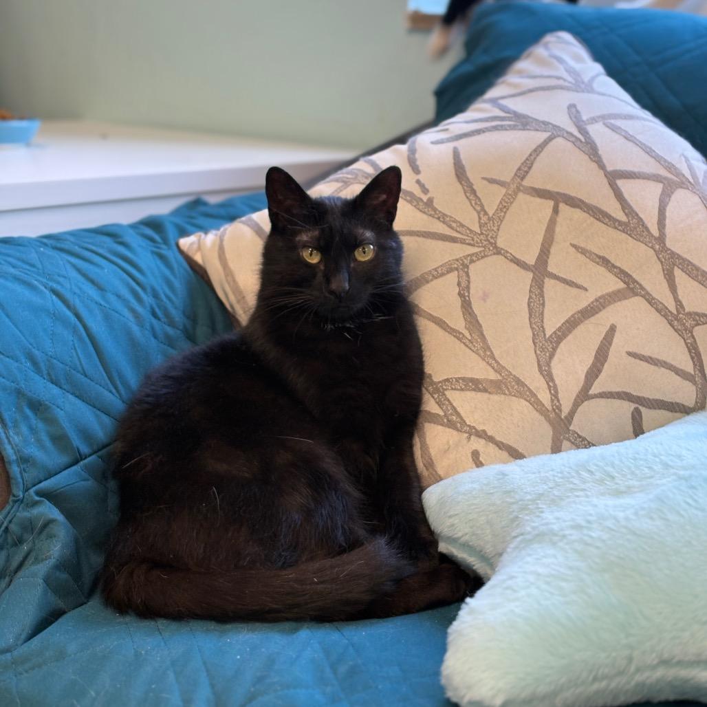 Enlarge Sola, a Adoptable Domestic Short Hair in PITTSBURGH, PA image 5/5