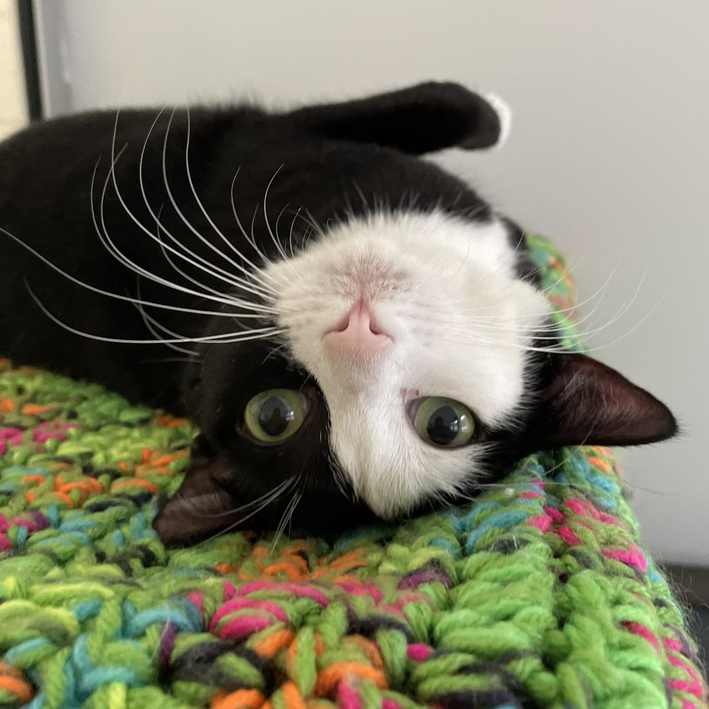 Cuddles, Adoptable, Adult Female Domestic Short Hair.