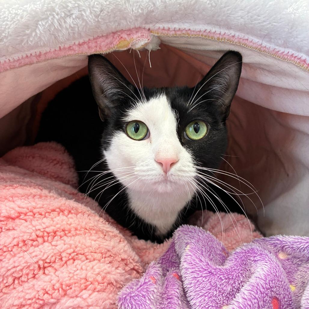 Cuddles, a Adoptable Domestic Short Hair in East Hampton, NY image 2/6
