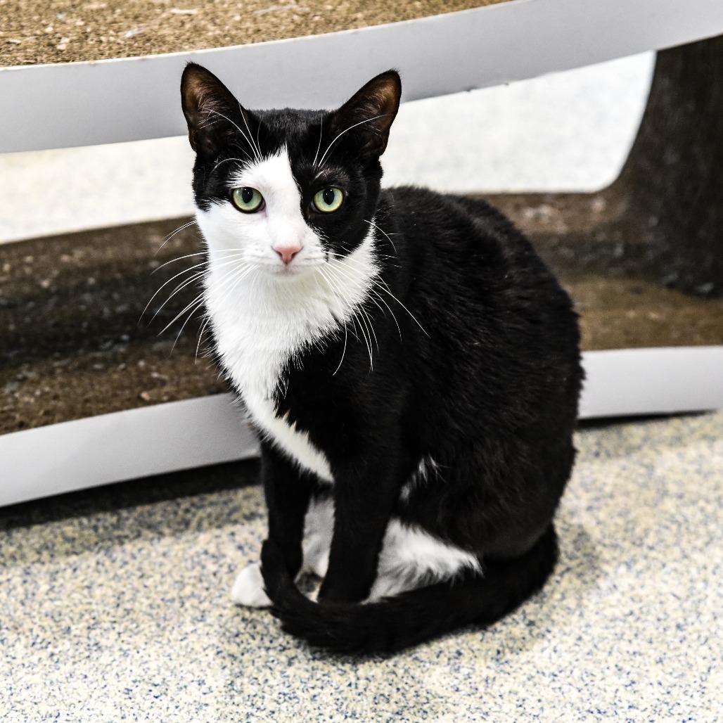 Cuddles, a Adoptable Domestic Short Hair in East Hampton, NY image 3/6