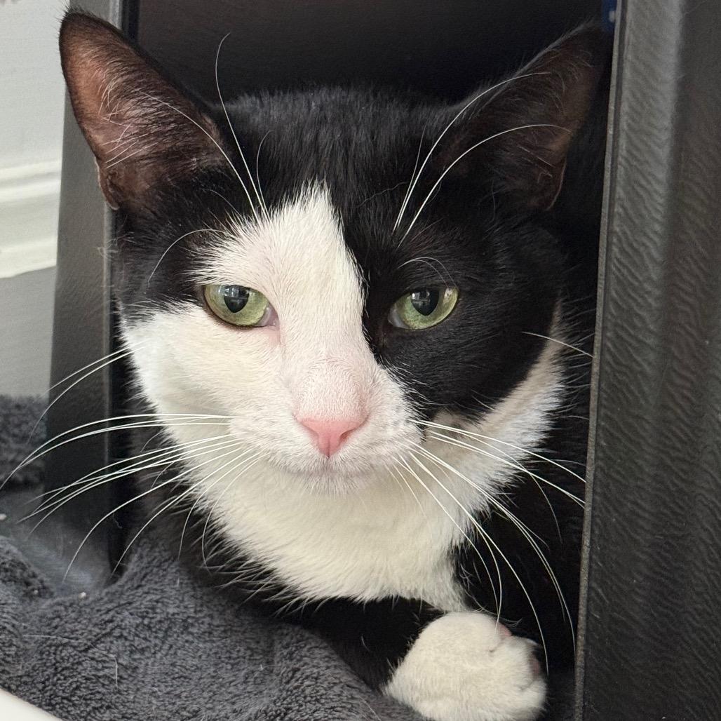 Cuddles, a Adoptable Domestic Short Hair in East Hampton, NY image 4/6