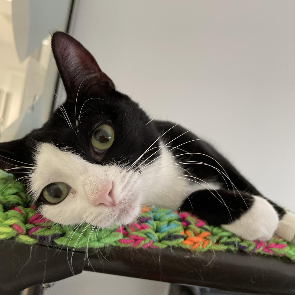 Cuddles, a Adoptable Domestic Short Hair in East Hampton, NY image 5/6