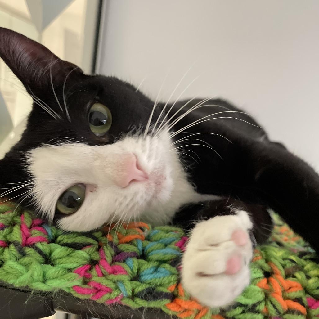 Cuddles, a Adoptable Domestic Short Hair in East Hampton, NY image 6/6