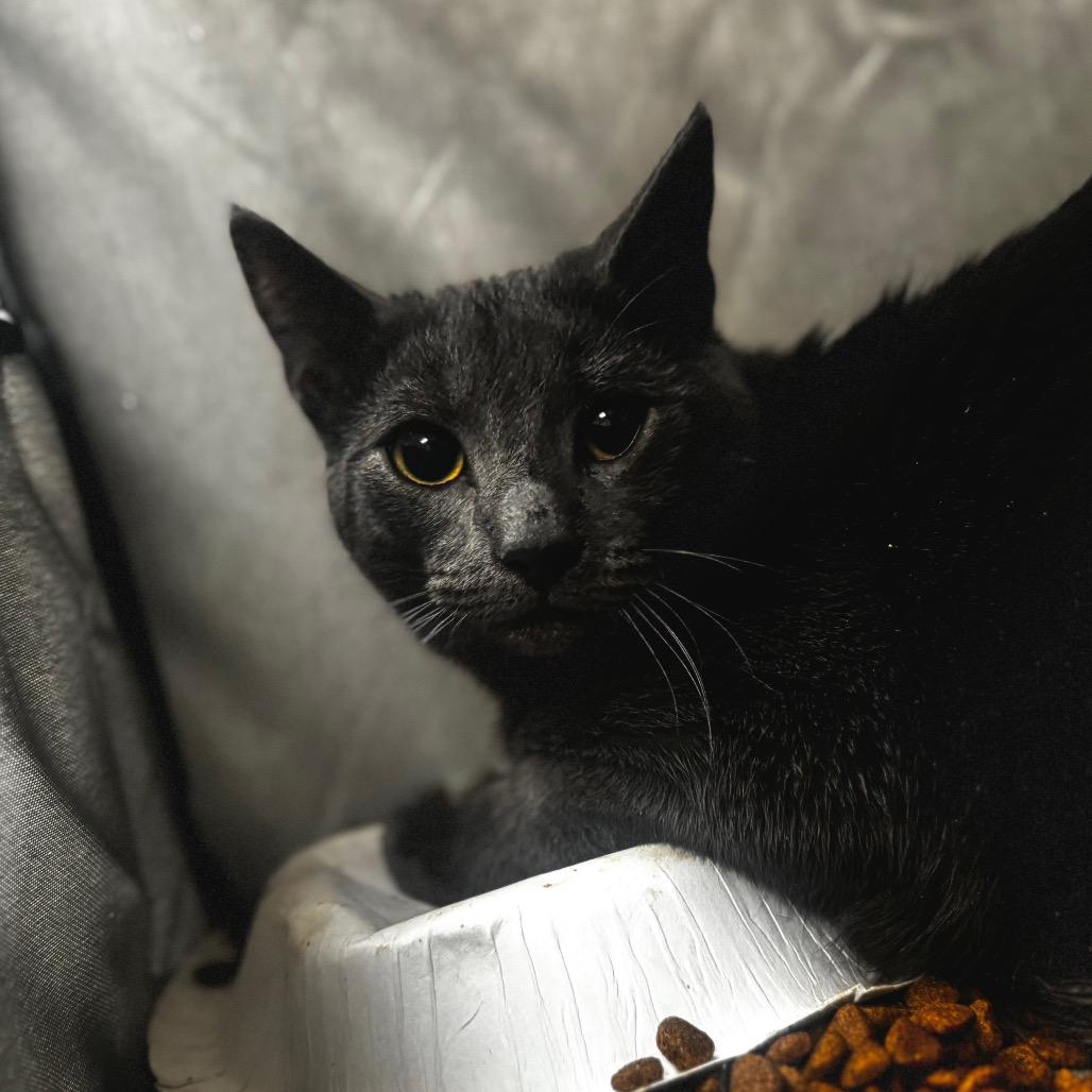 Derek, Adoptable, Adult Male Domestic Short Hair.