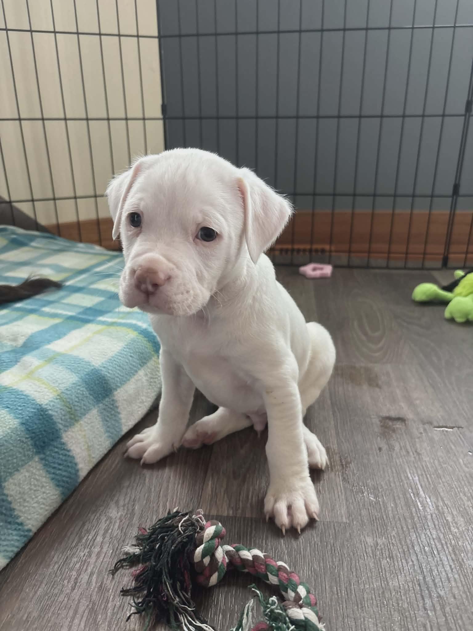Almond the Pit Bull Labradoodle Puppy, an adopted mixed breed in Muskego, WI image 4/6