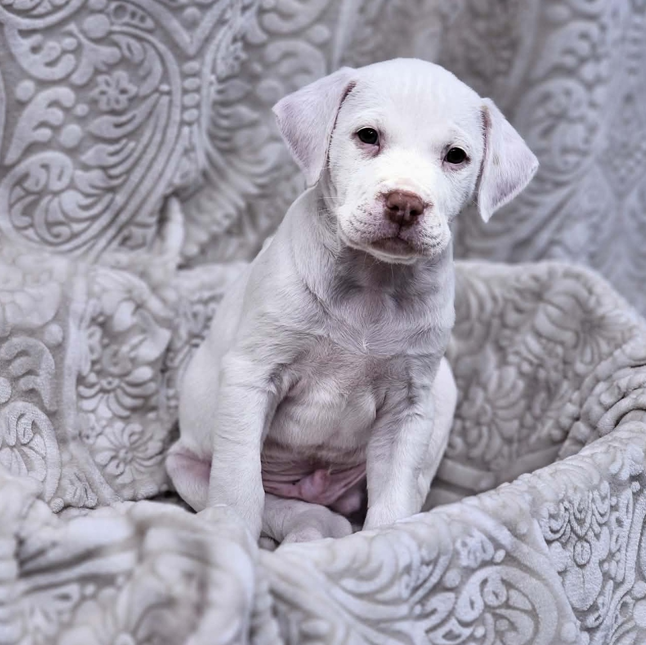 Almond the Pit Bull Labradoodle Puppy, an adopted mixed breed in Muskego, WI image 3/6