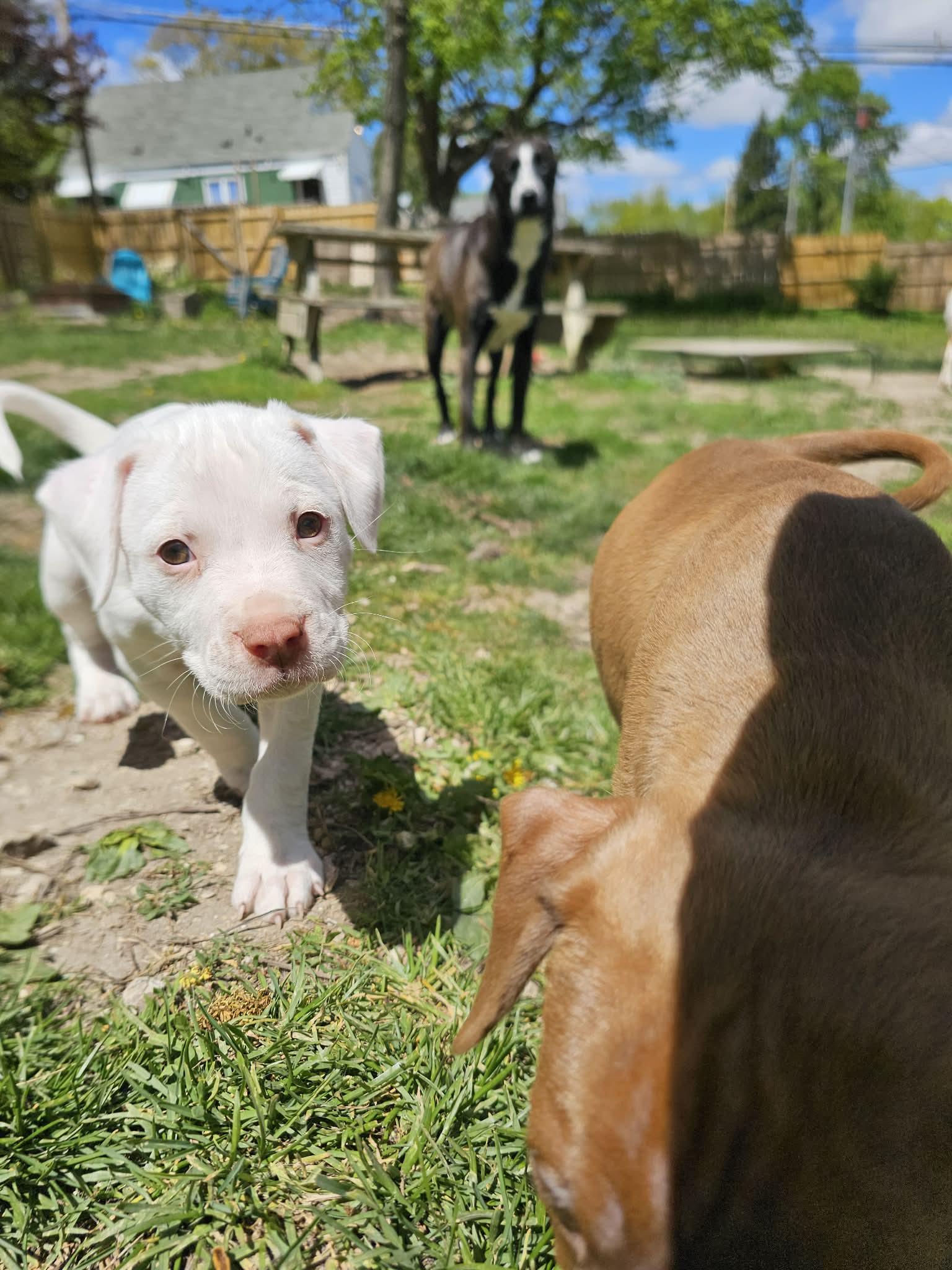 Almond the Pit Bull Labradoodle Puppy, an adopted mixed breed in Muskego, WI image 2/6