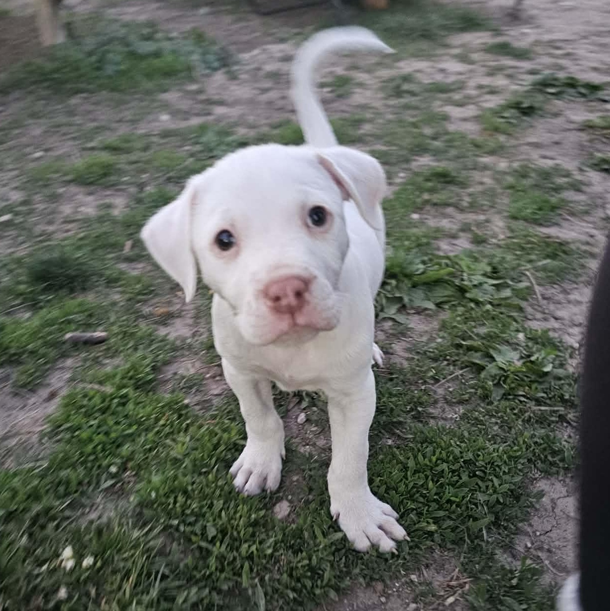 Almond the Pit Bull Labradoodle Puppy, an adopted mixed breed in Muskego, WI image 6/6