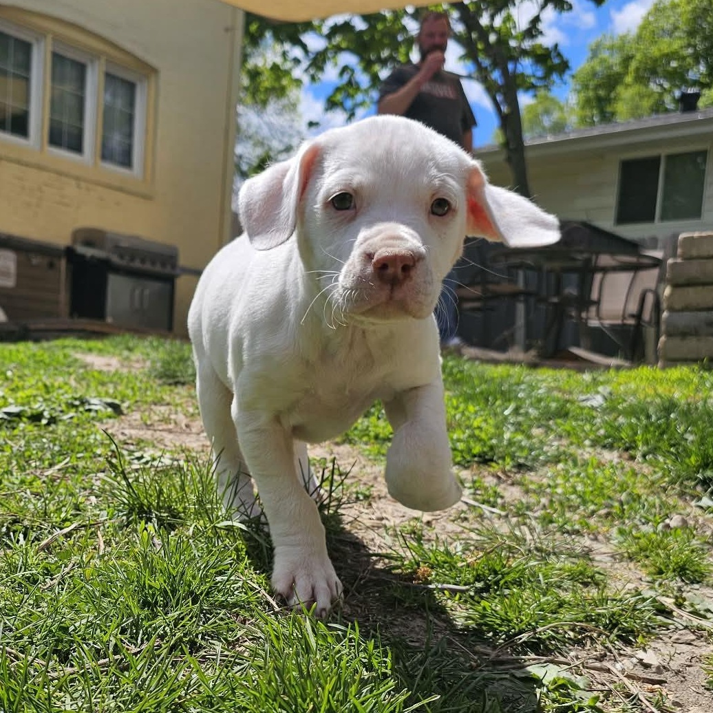 Almond the Pit Bull Labradoodle Puppy, an adopted mixed breed in Muskego, WI image 1/6