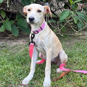 Penny, Adoptable, Puppy Female Golden Retriever & Labrador Retriever.