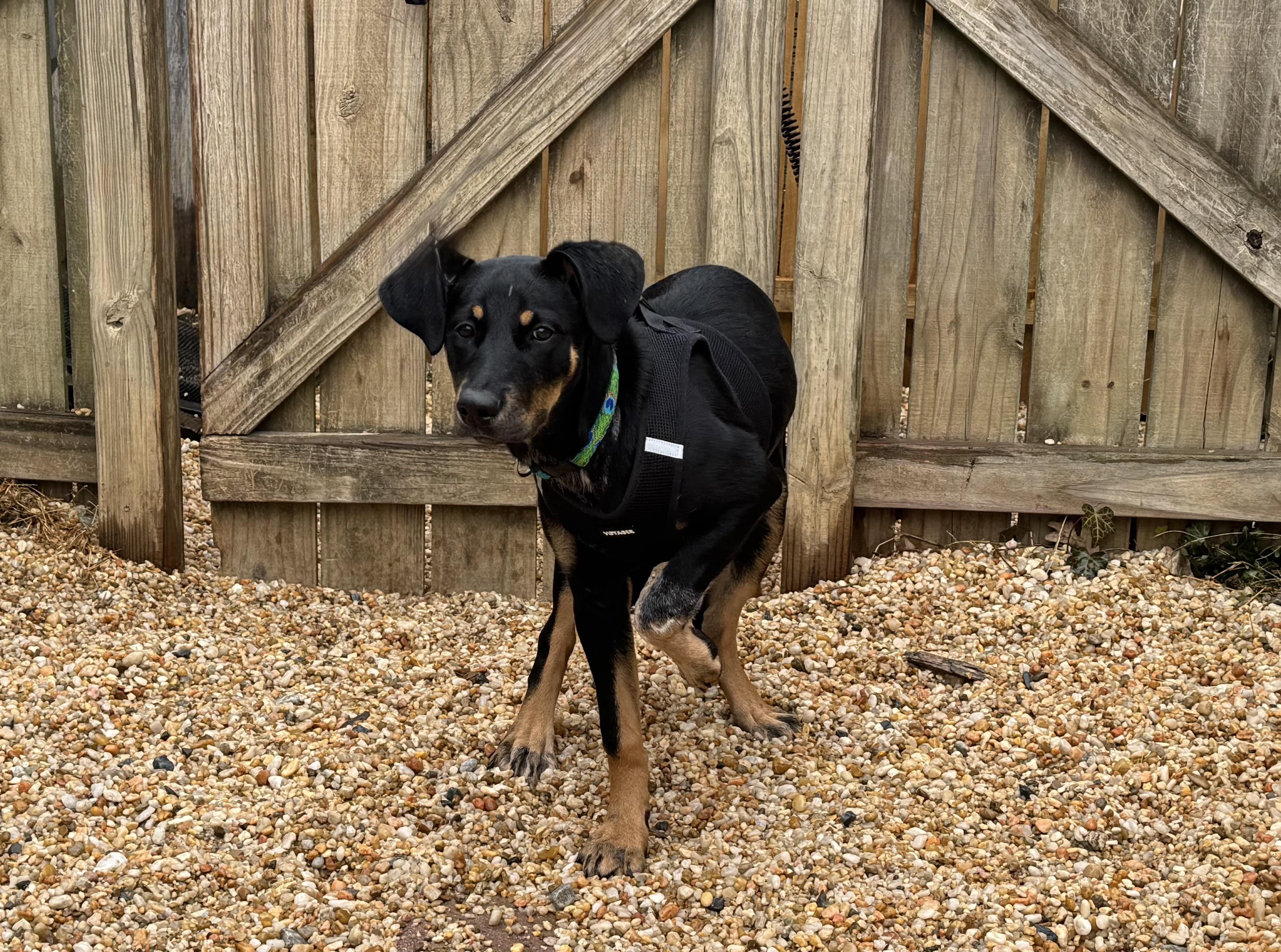 Enlarge Lexie, a ADOPTABLE mixed breed in Ellicott City, MD image 2/2