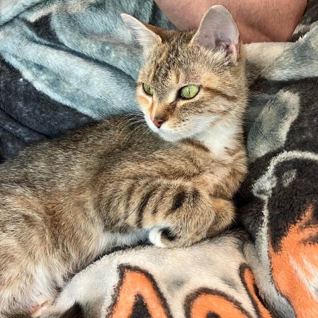 0426-153 Yoda, a Adoptable Domestic Short Hair in Abingdon, MD image 1/4