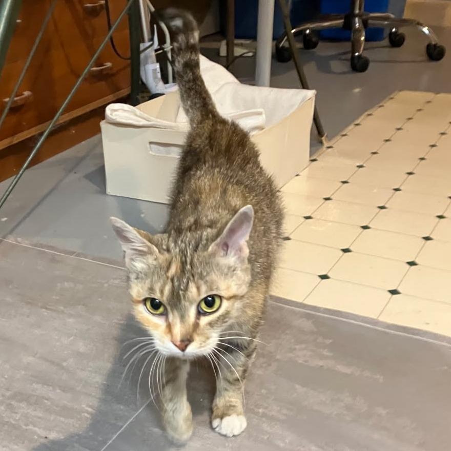 0426-153 Yoda, a Adoptable Domestic Short Hair in Abingdon, MD image 2/4
