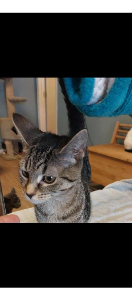 Enlarge Iyanna, a Adopted mixed breed in LIberty, NY image 1/1