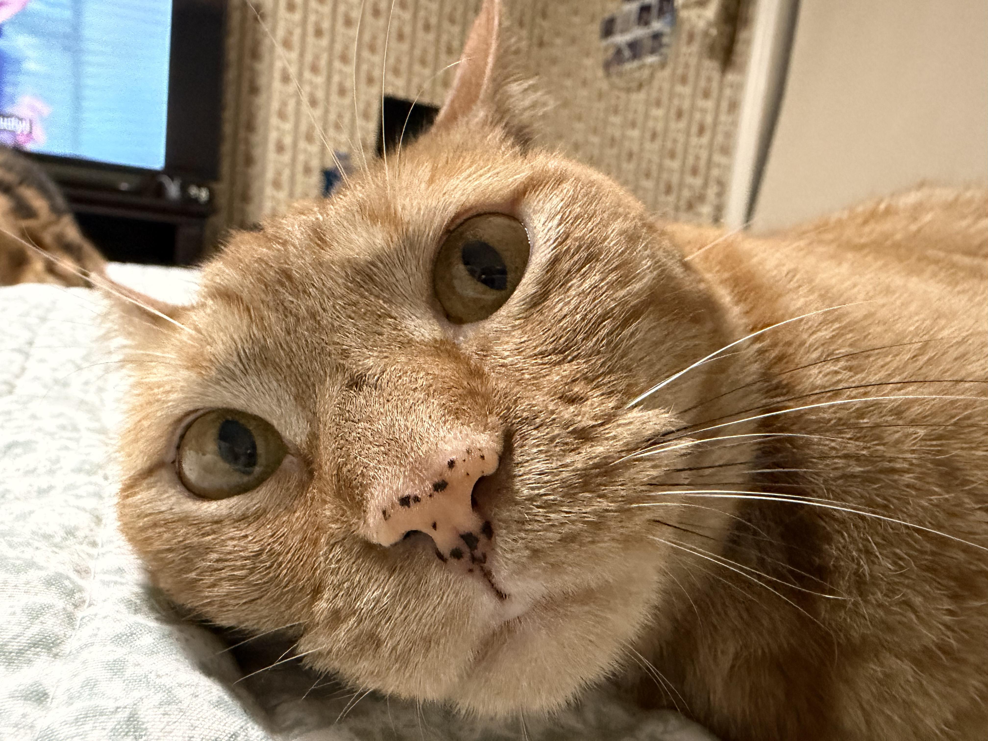 Enlarge Georgia O'Keefe, a Adoptable Domestic Short Hair in Fort Oglethorpe, GA image 5/6