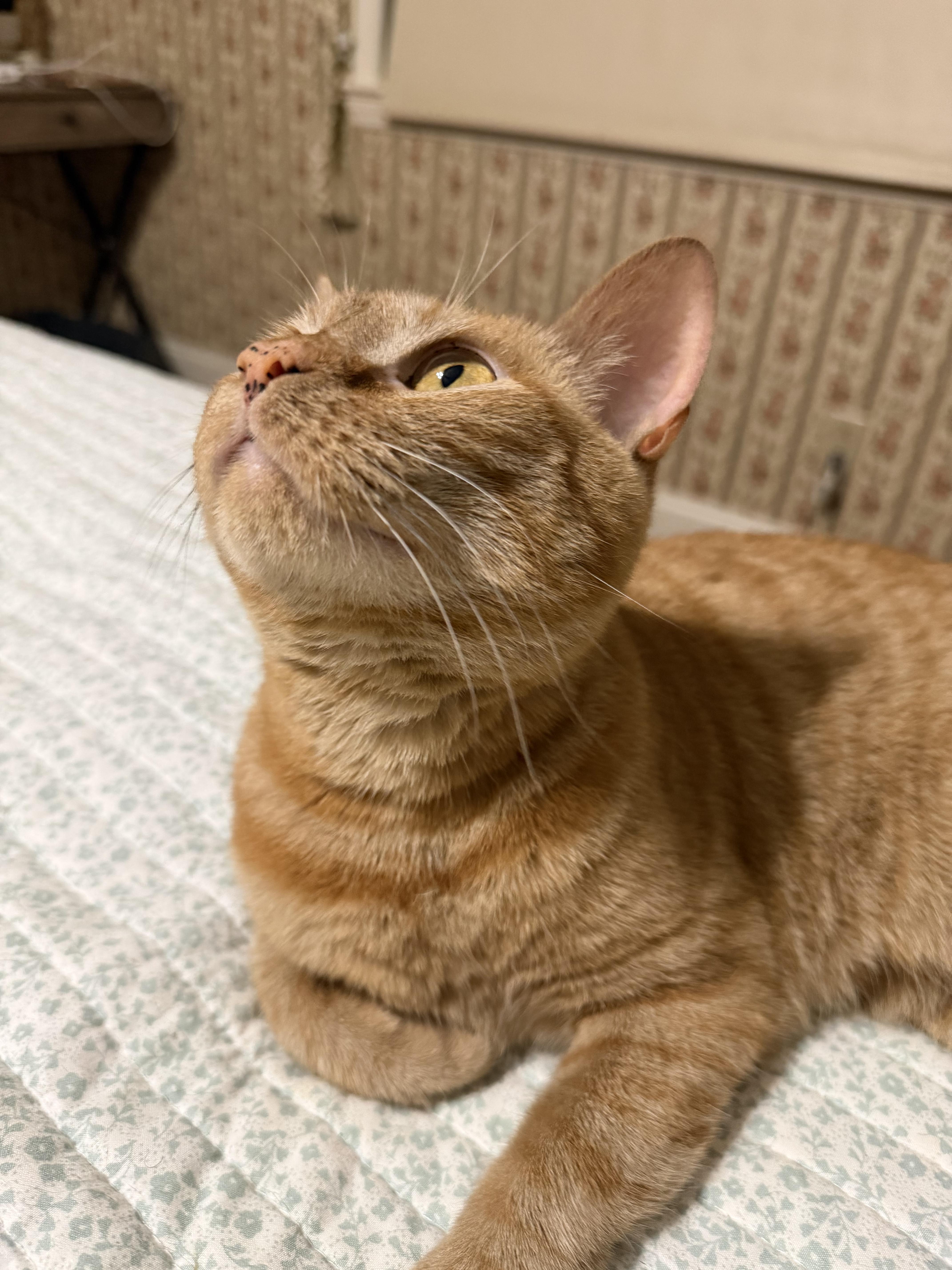 Enlarge Georgia O'Keefe, a Adoptable Domestic Short Hair in Fort Oglethorpe, GA image 6/6