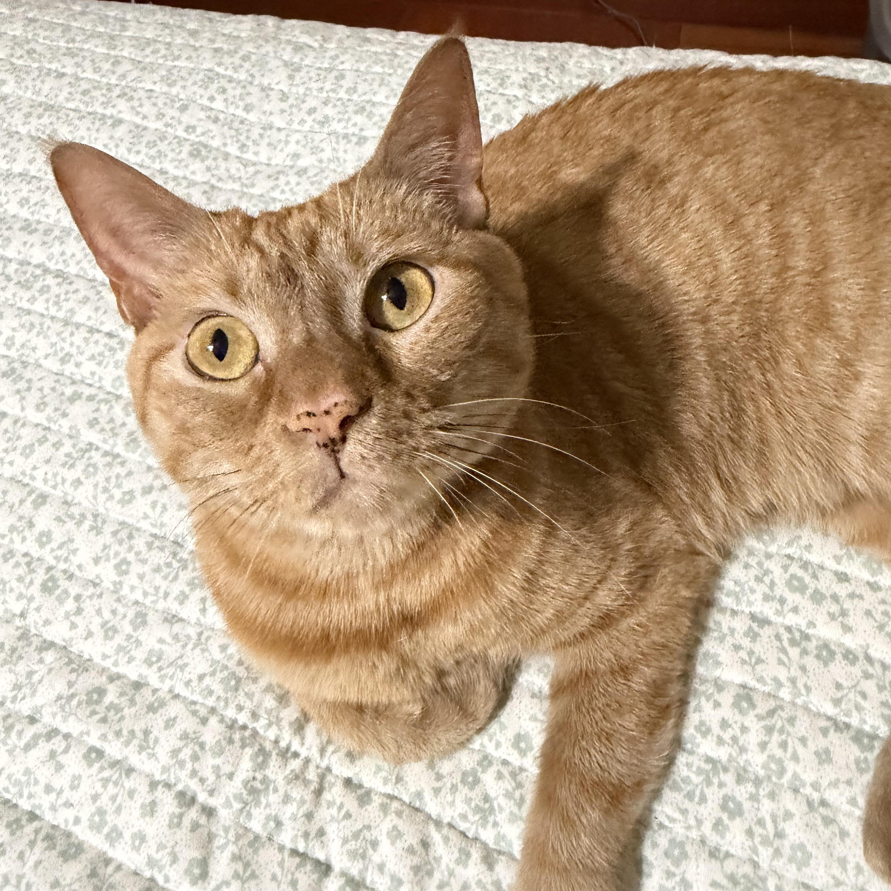 Enlarge Georgia O'Keefe, a Adoptable Domestic Short Hair in Fort Oglethorpe, GA image 1/6