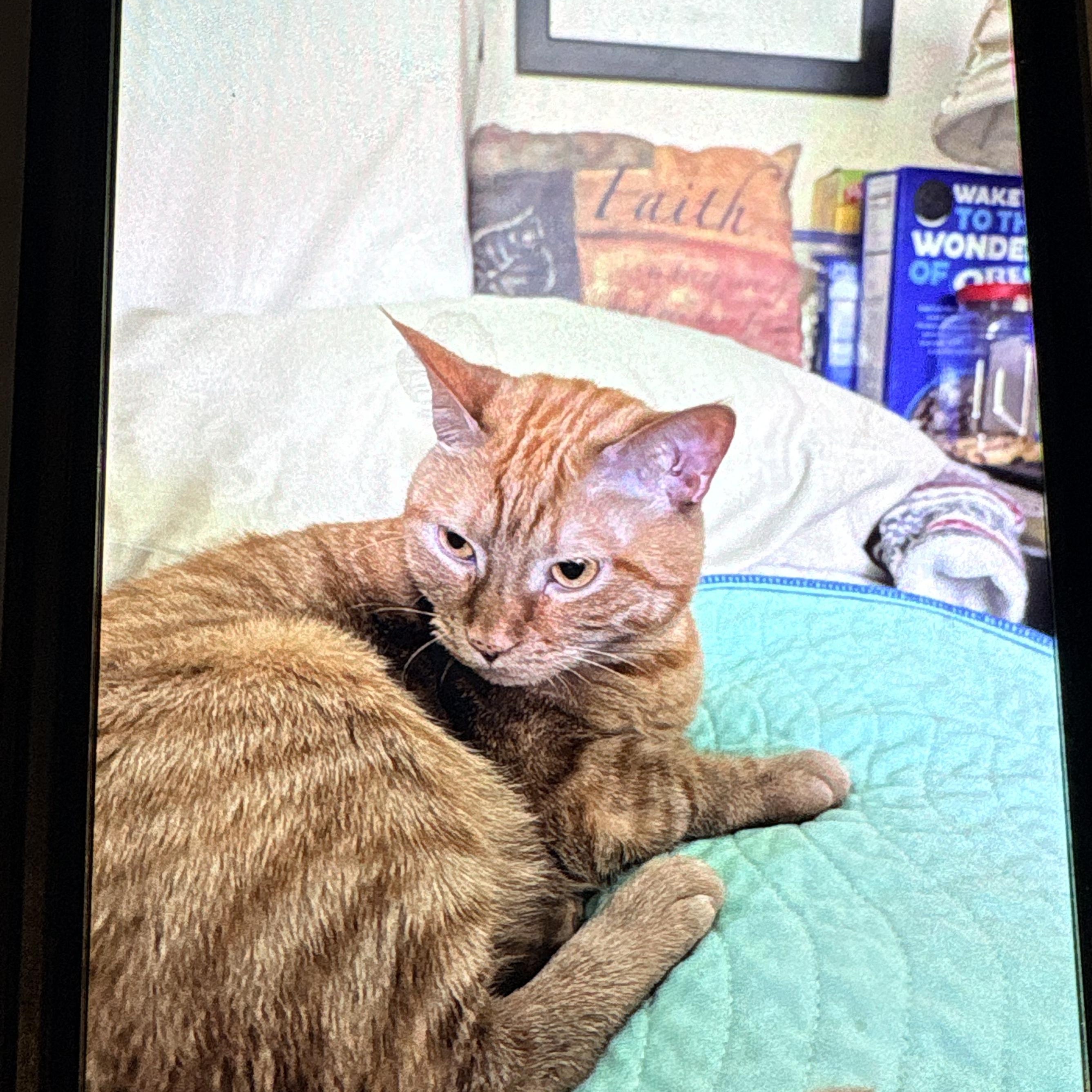 Enlarge Georgia O'Keefe, a Adoptable Domestic Short Hair in Fort Oglethorpe, GA image 3/6