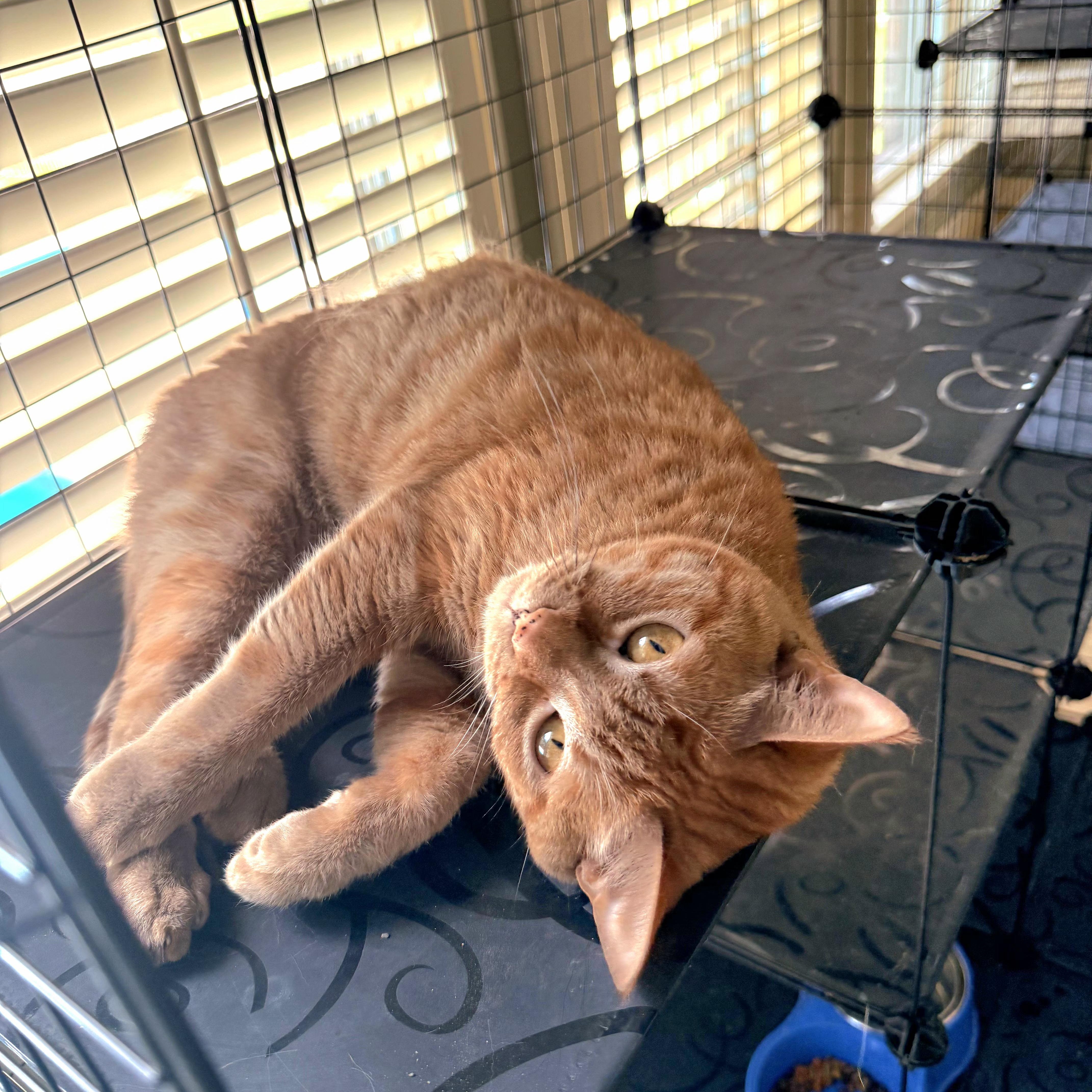 Enlarge Georgia O'Keefe, a Adoptable Domestic Short Hair in Fort Oglethorpe, GA image 2/6