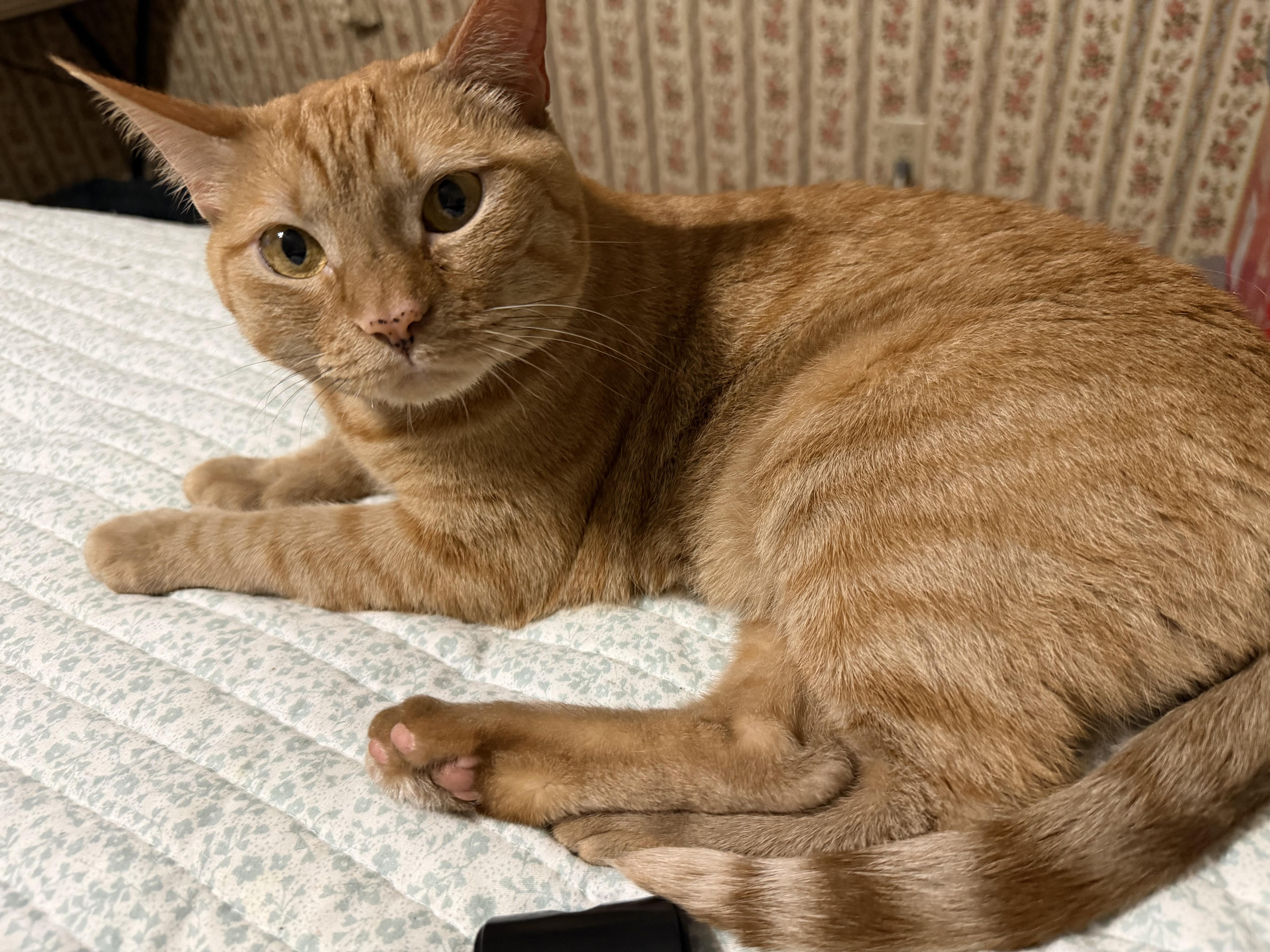 Enlarge Georgia O'Keefe, a Adoptable Domestic Short Hair in Fort Oglethorpe, GA image 4/6
