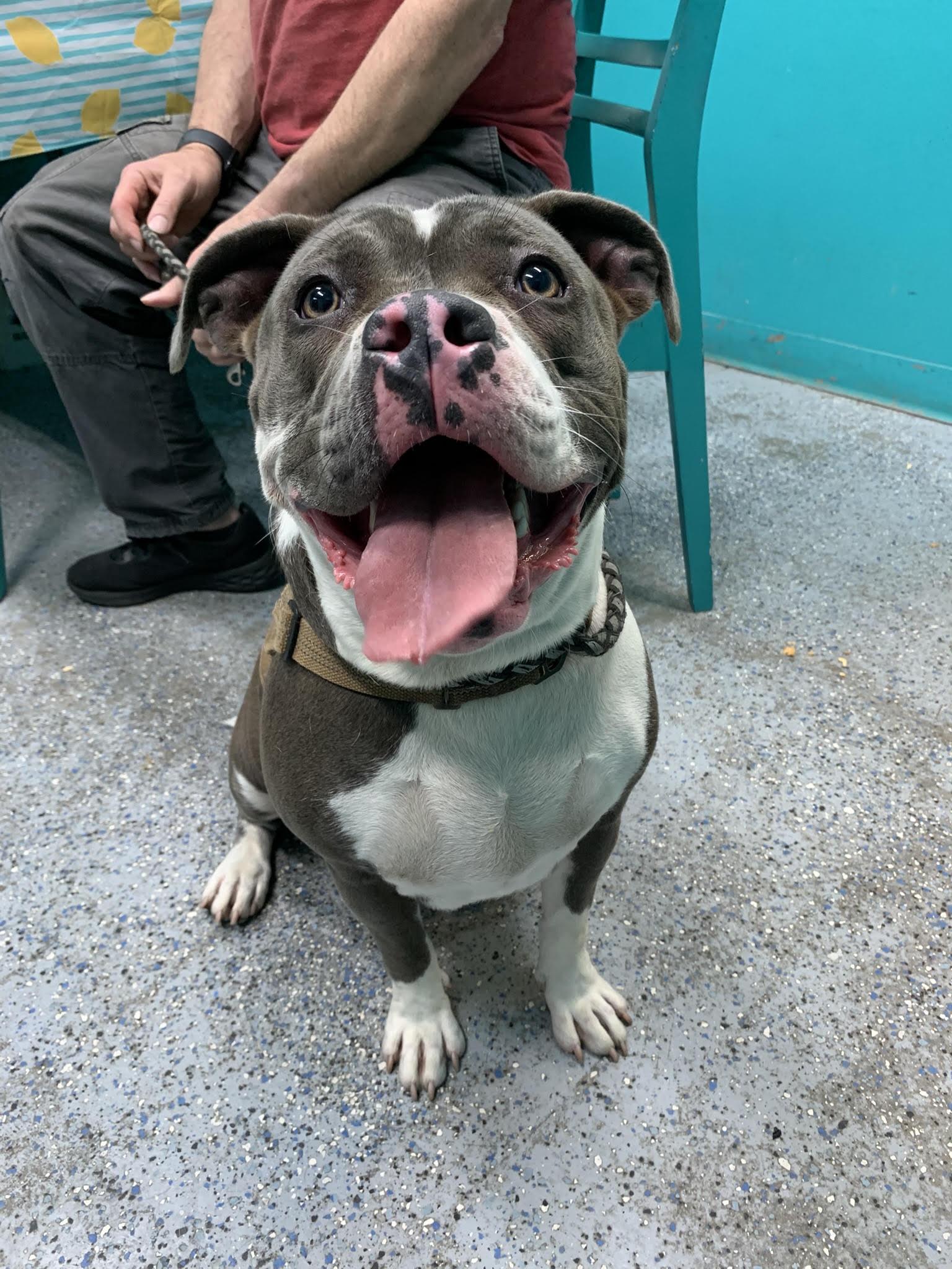 VANETTA (Rescues welcome), Adoptable, Adult Female Pit Bull Terrier.